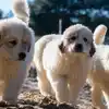 Three young Great Pyrenees puppies sauntering around.