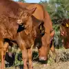 A baby calf posing next to some adult cattle.