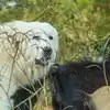 Great Pyrenees Pete, the protector of our goats.