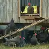 Chickens loitering around their mobile coop, the eggmobile.