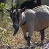 A mother pygmy goat headed for a meal.