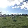 Sheep eating ryegrass with sun shining.