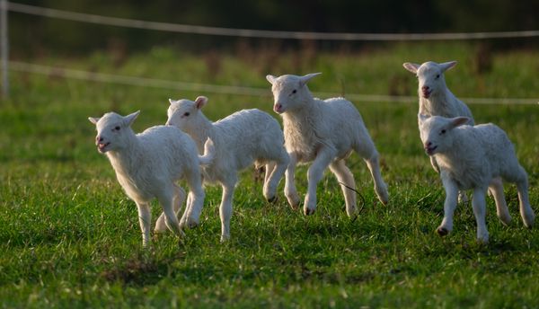 Cattle and Sheep
