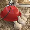 Young chicks drinking out of a bell waterer.