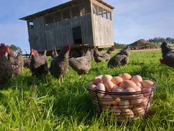 A basket full of eggs in a luscious field next to chickens and their mobile coop.