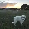 A Great Pyrenees puppy in a field at sunset.